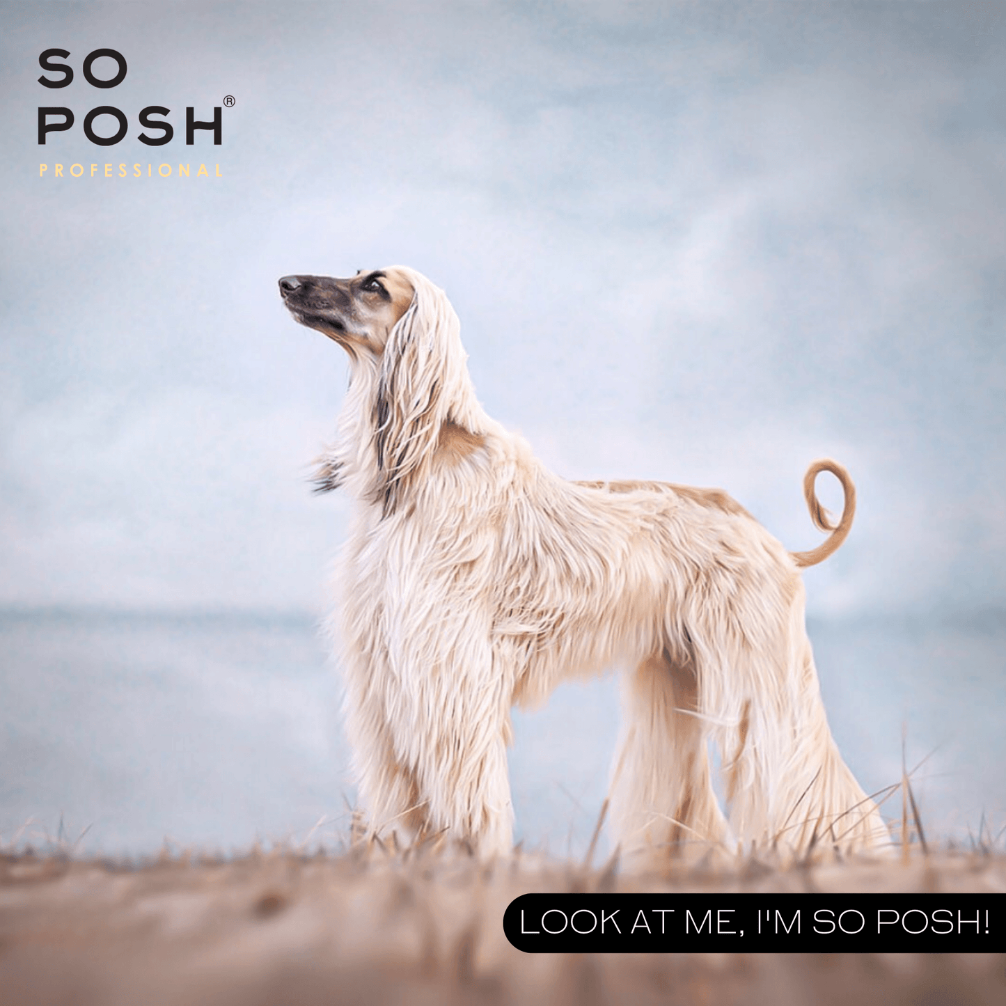 Oh Dog, It's a Miracle Mask - SO POSH